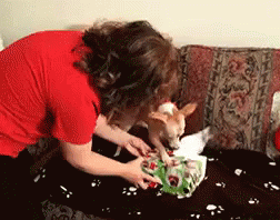 Dog opening presents